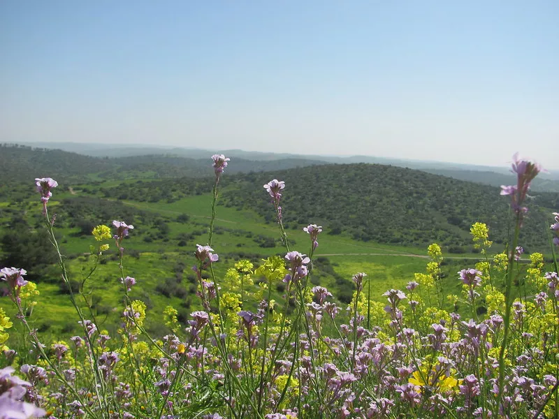 Myrtus Blossom in Lachish region